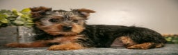 Yorkshire Terrier dogs for sale: Arty - Ad 2