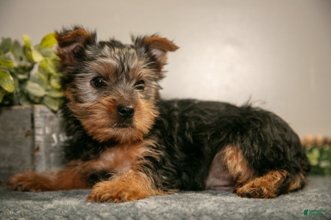 Yorkshire Terrier dogs for sale: Arty - Ad 2