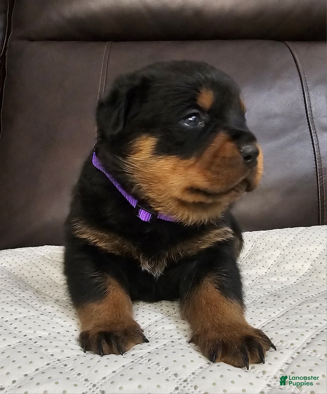 Rottweiler dogs for sale: Rottweiler Puppy 4 Purple Girl  - Ad 2