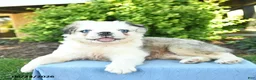 Pug dogs for sale: Shadow  - Ad 3