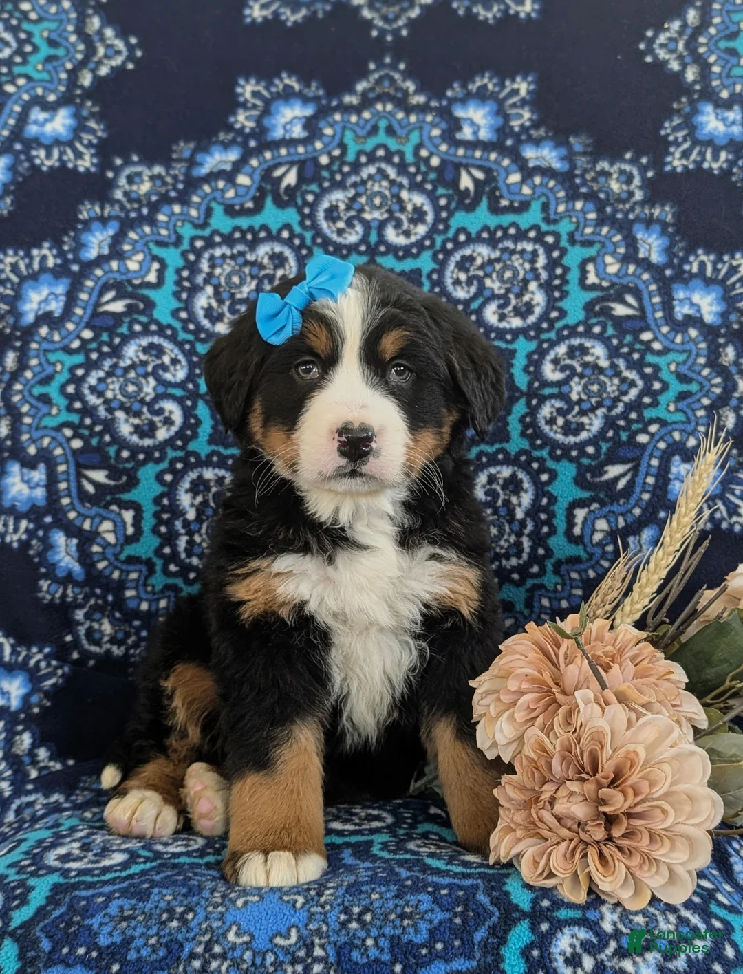 Bernese Mountain Dog dogs for sale: Ginny - Ad 1