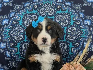 Bernese Mountain Dog dogs Ginny - Ad 31