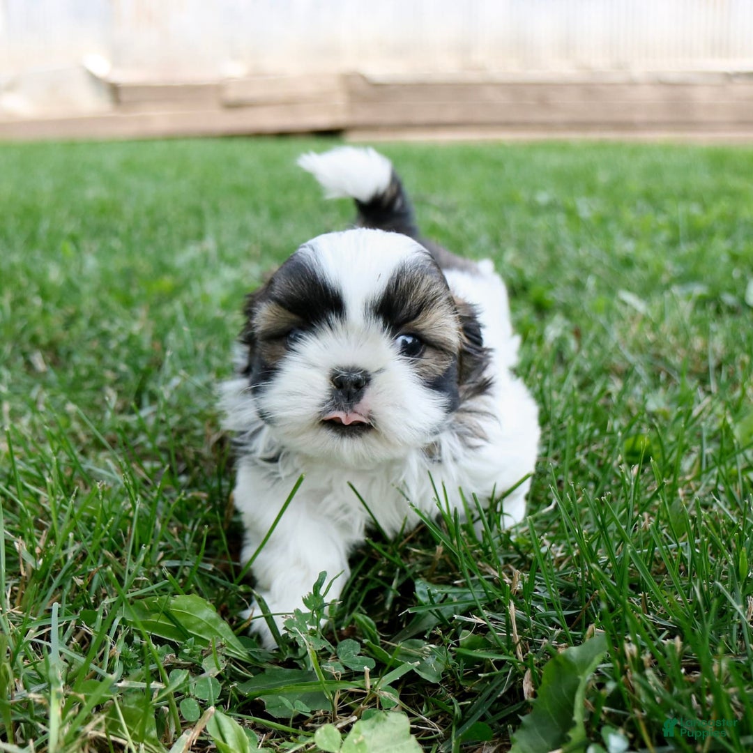 Shih Tzu dogs for sale: Cash - Ad 18