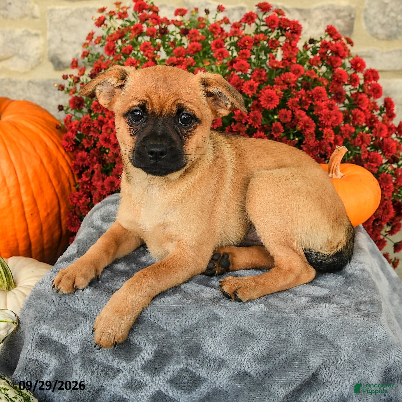 Mixed Breed dogs Thelma - Ad 2