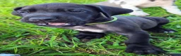 Great Dane dogs for sale: Black male Green Collar  - Ad 5