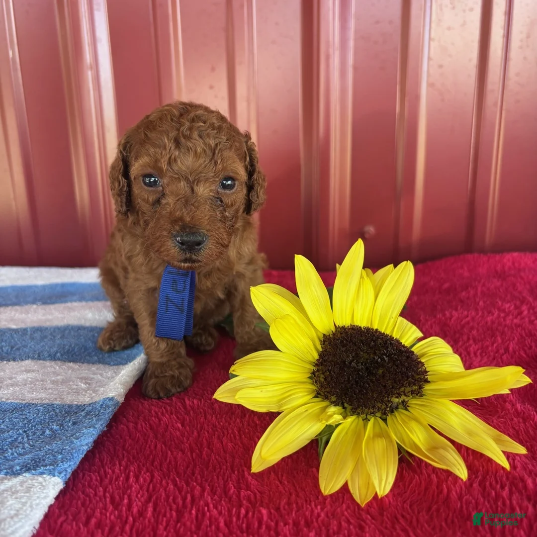 Miniature Poodle dogs for sale: Zeb - Ad 2