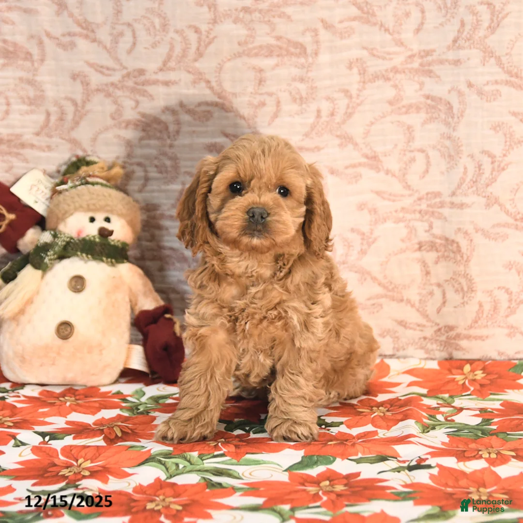 Cockapoo dogs for sale: Joy - Ad 6