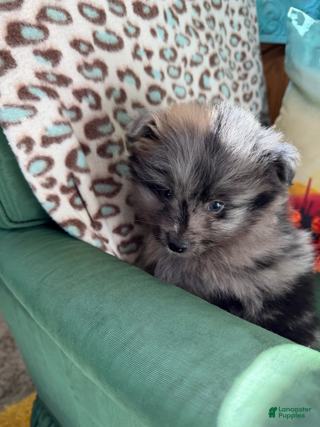 Pomeranian dogs for sale: Pomeranian Puppy 1 - Ad 2