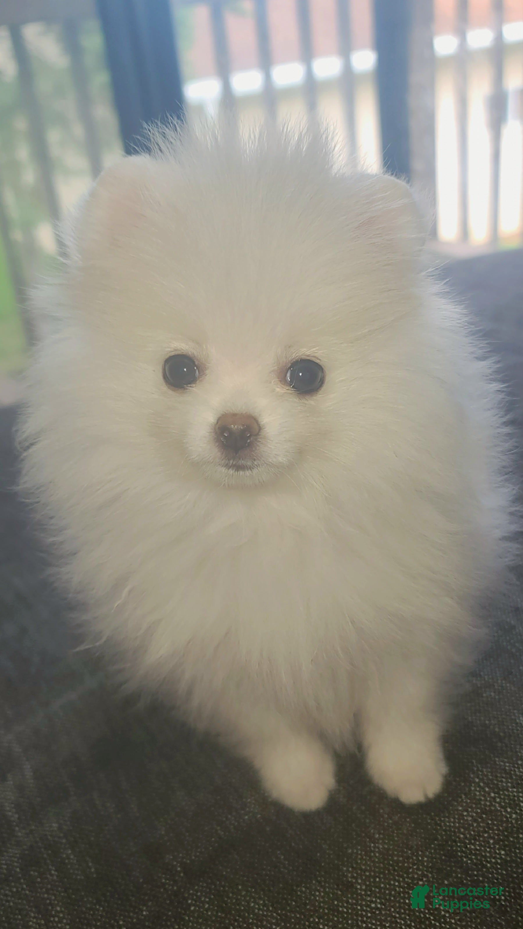 Pomeranian dogs Luna - Ad 1
