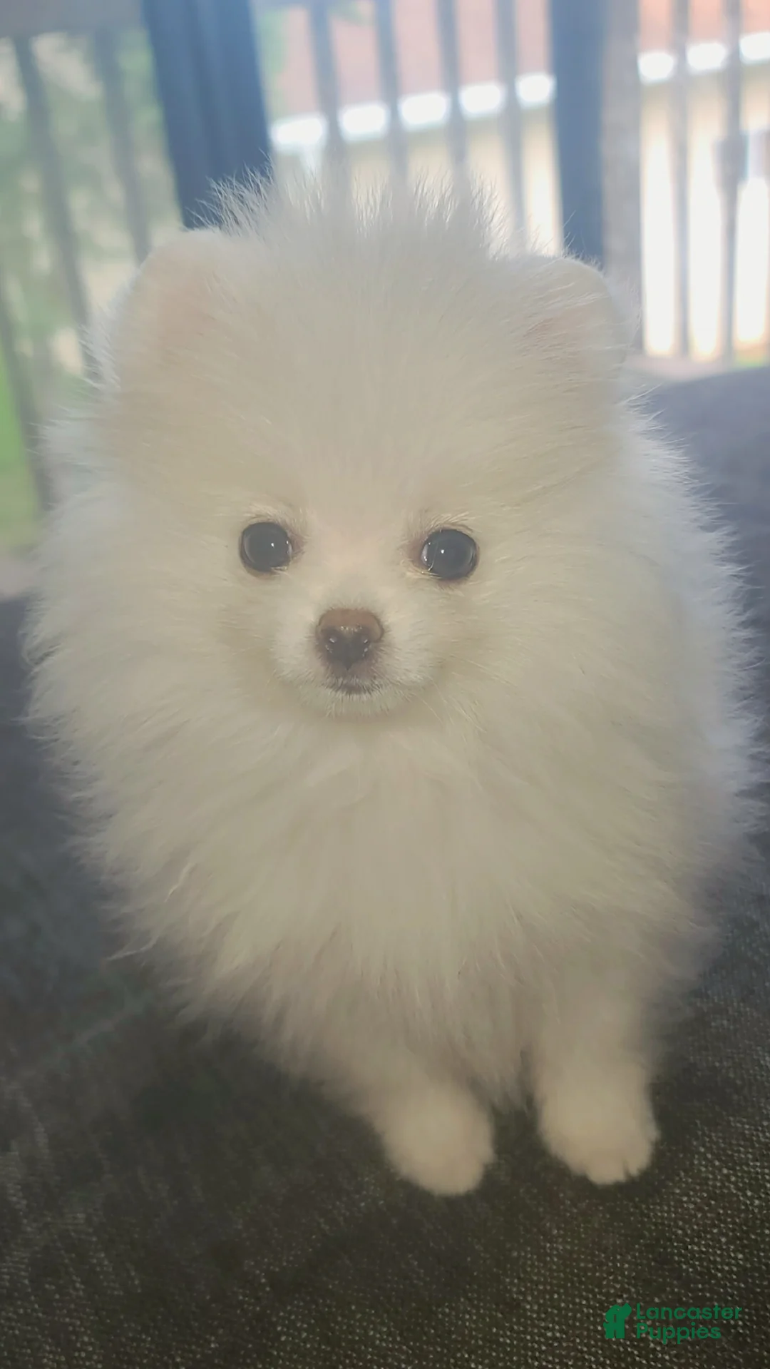Pomeranian dogs for sale: Luna - Ad 1
