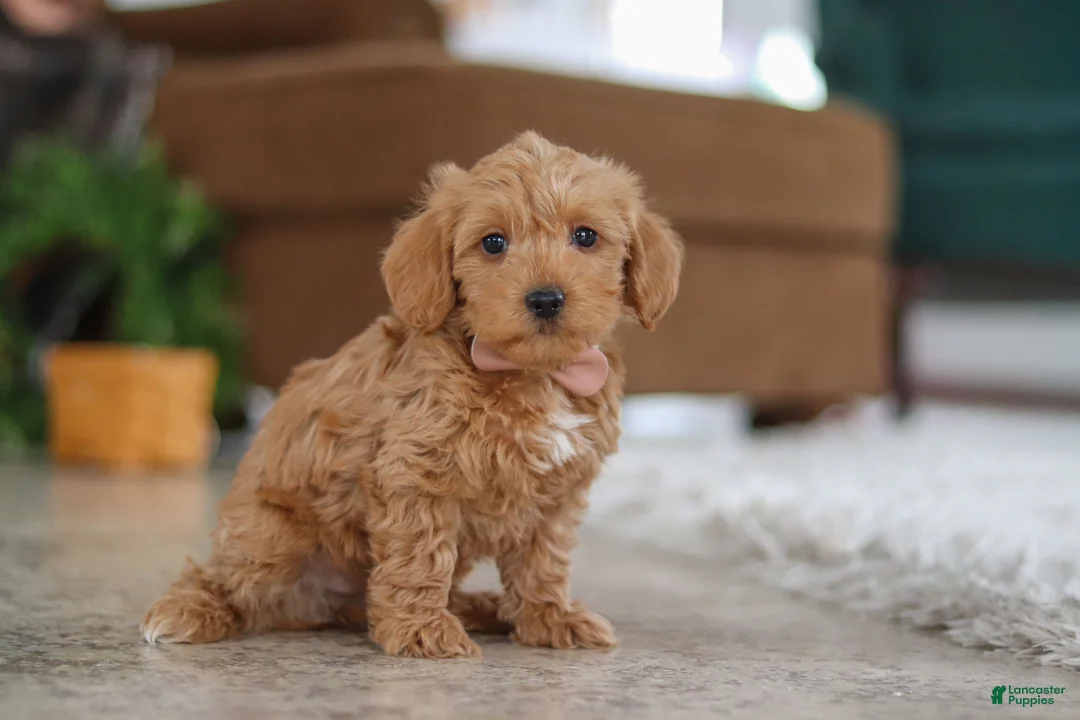 Schnoodle dogs for sale: Harper - Ad 2