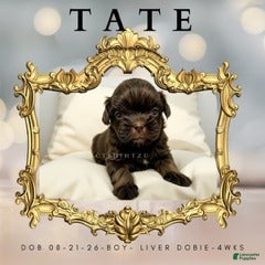 Shih Tzu dogs Prince Tate - Ad 38