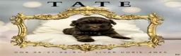 Shih Tzu dogs for sale: Prince Tate - Ad 1