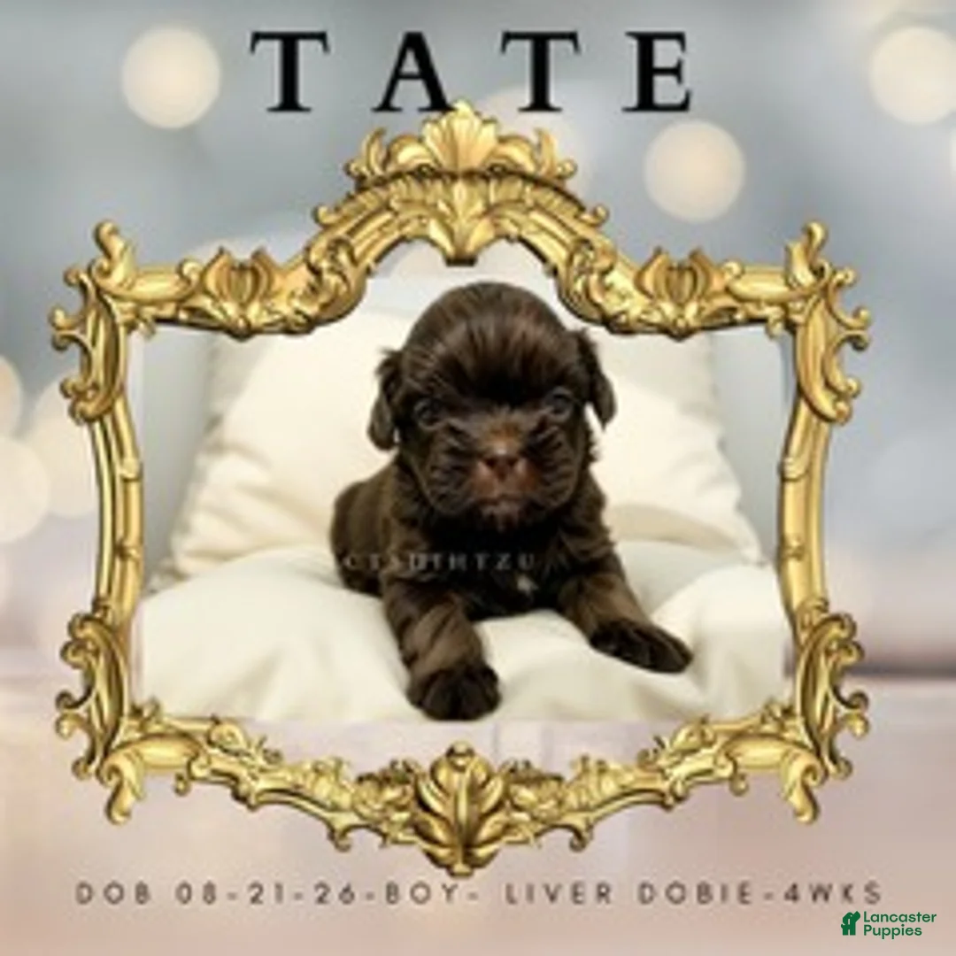 Shih Tzu dogs for sale: Prince Tate - Ad 1