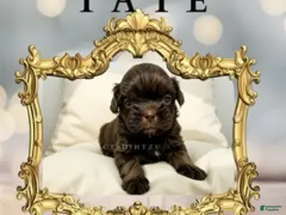 Shih Tzu dogs Prince Tate - Ad 33