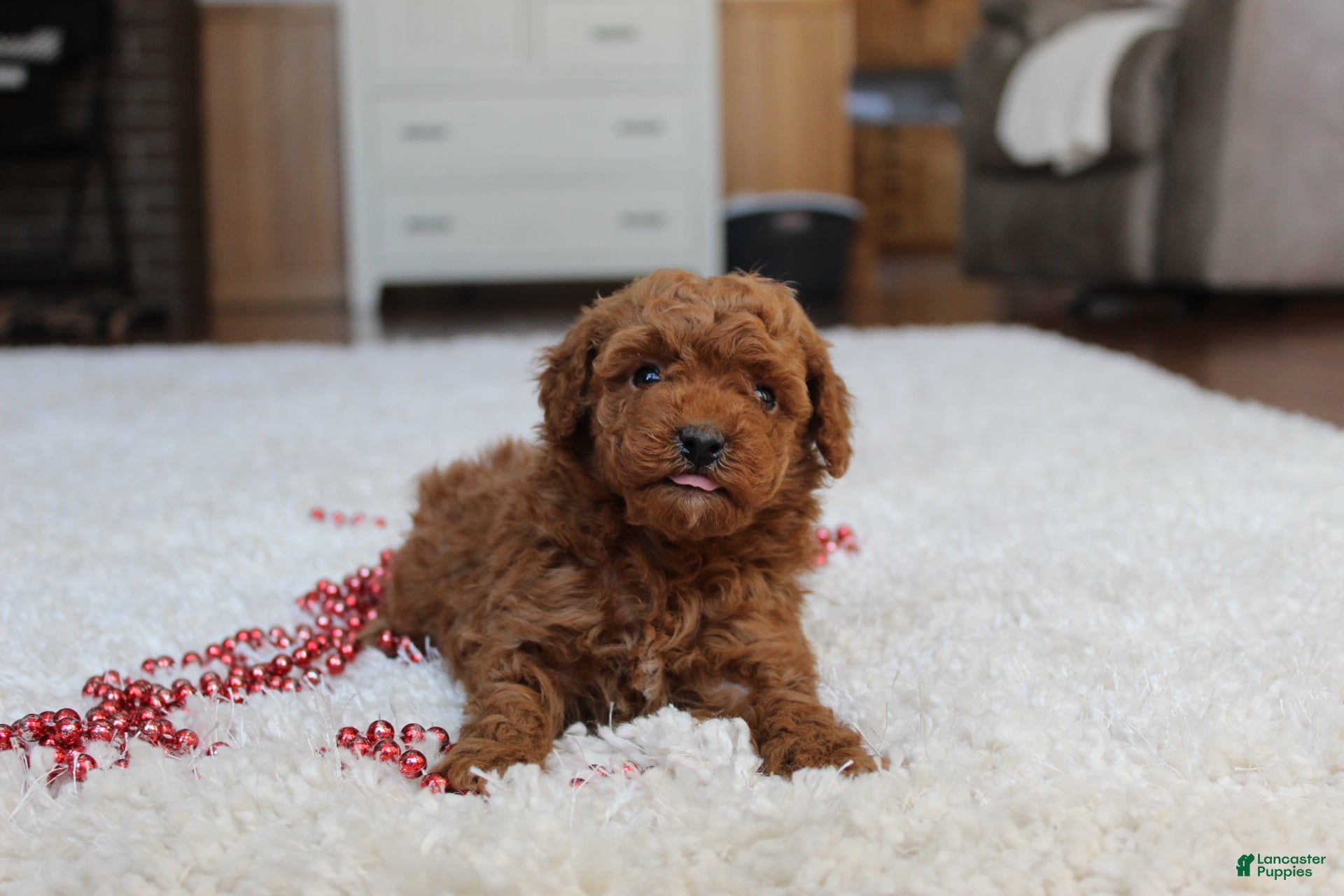 Toy Poodle dogs Malcohm - Ad 13