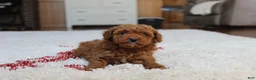 Toy Poodle dogs for sale: Malcohm - Ad 1
