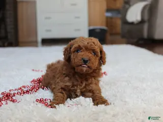 Toy Poodle dogs Malcohm - Ad 13