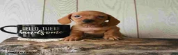 Miniature Dachshund dogs for sale: Tyler - Ad 13