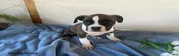 Boxer dogs for sale: Rambo - Ad 5
