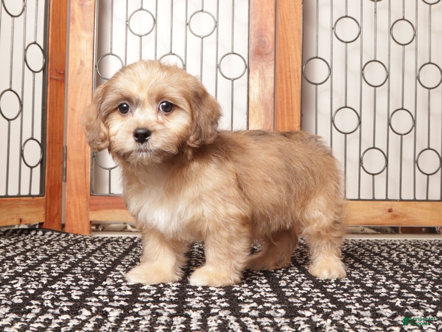 Shihpoo dogs Tim Tan Male Shihpoo - Ad 5