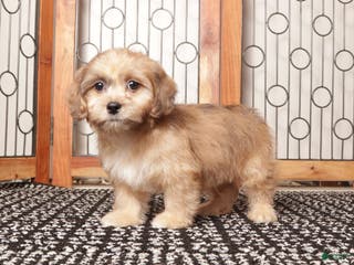 Shihpoo dogs Tim Tan Male Shihpoo - Ad 20