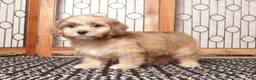 Shihpoo dogs for sale: Tim Tan Male Shihpoo - Ad 1