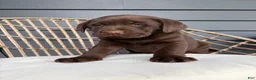 Labrador Retriever dogs for sale: Jett - Ad 4