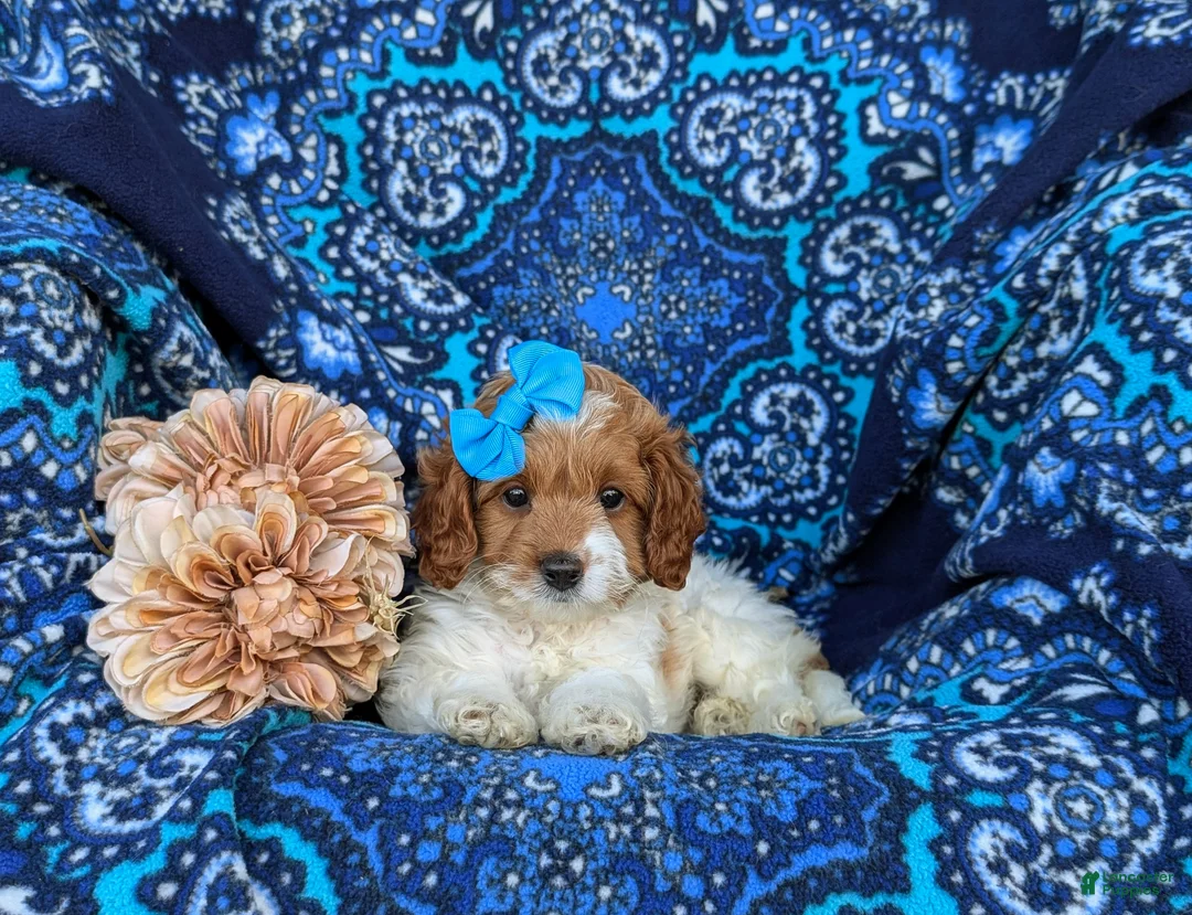 Cavapoo dogs for sale: Carlotta Hypoallergenic - Ad 5