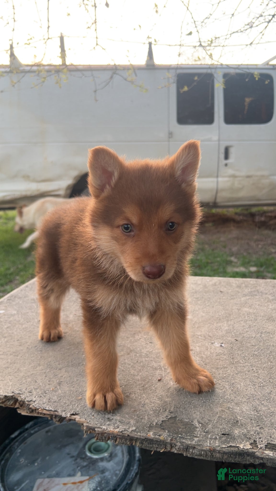 German Shepherd dogs Rocky - Ad 28