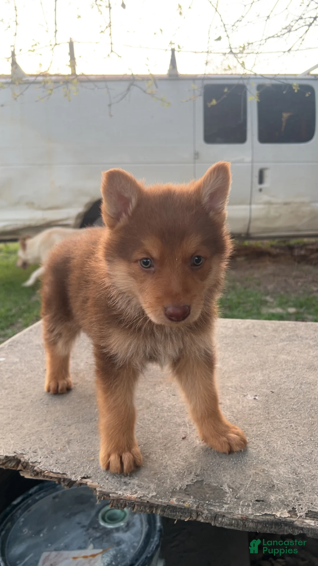 German Shepherd dogs for sale: Rocky - Ad 1