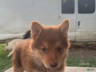 German Shepherd dogs for sale: Rocky - Ad 2