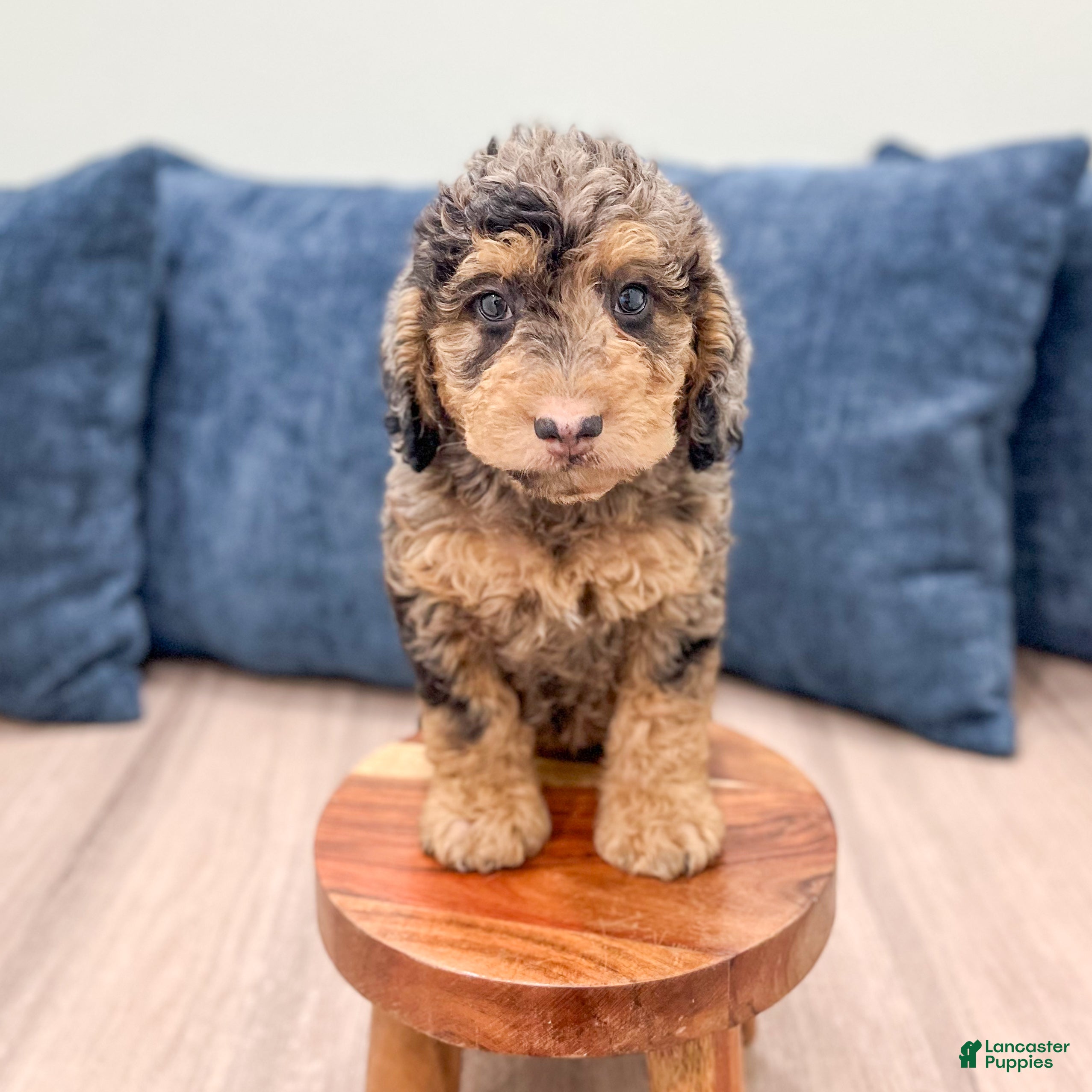 Mixed Breed dogs Nash - Ad 2