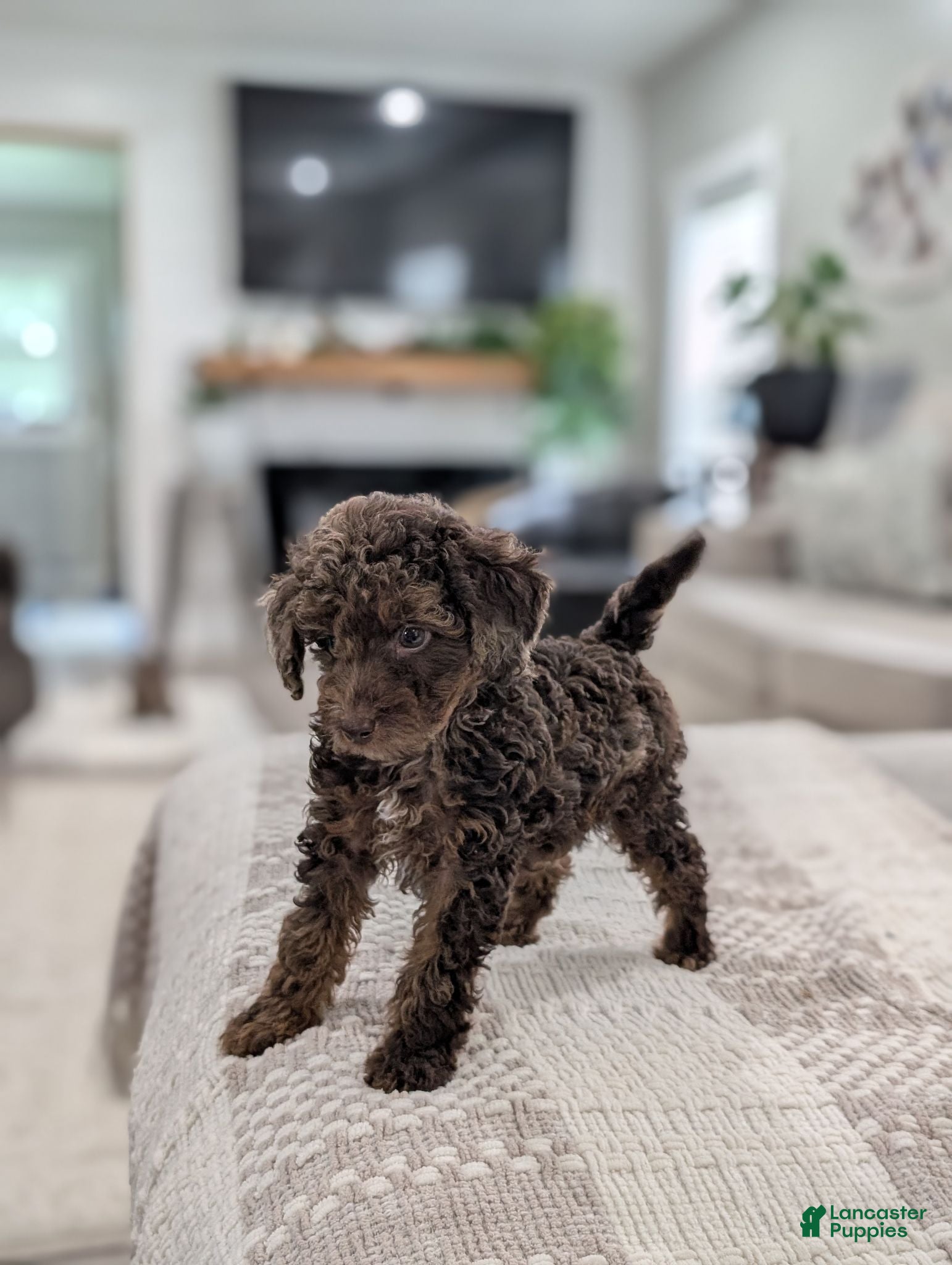 Miniature Poodle dogs AKC Maverick  - Ad 2