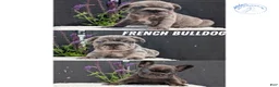 French Bulldog dogs for sale: Zeus - Ad 12