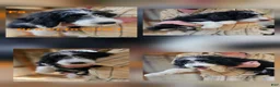 Bernedoodle dogs for sale: Bernedoodle  - Ad 14