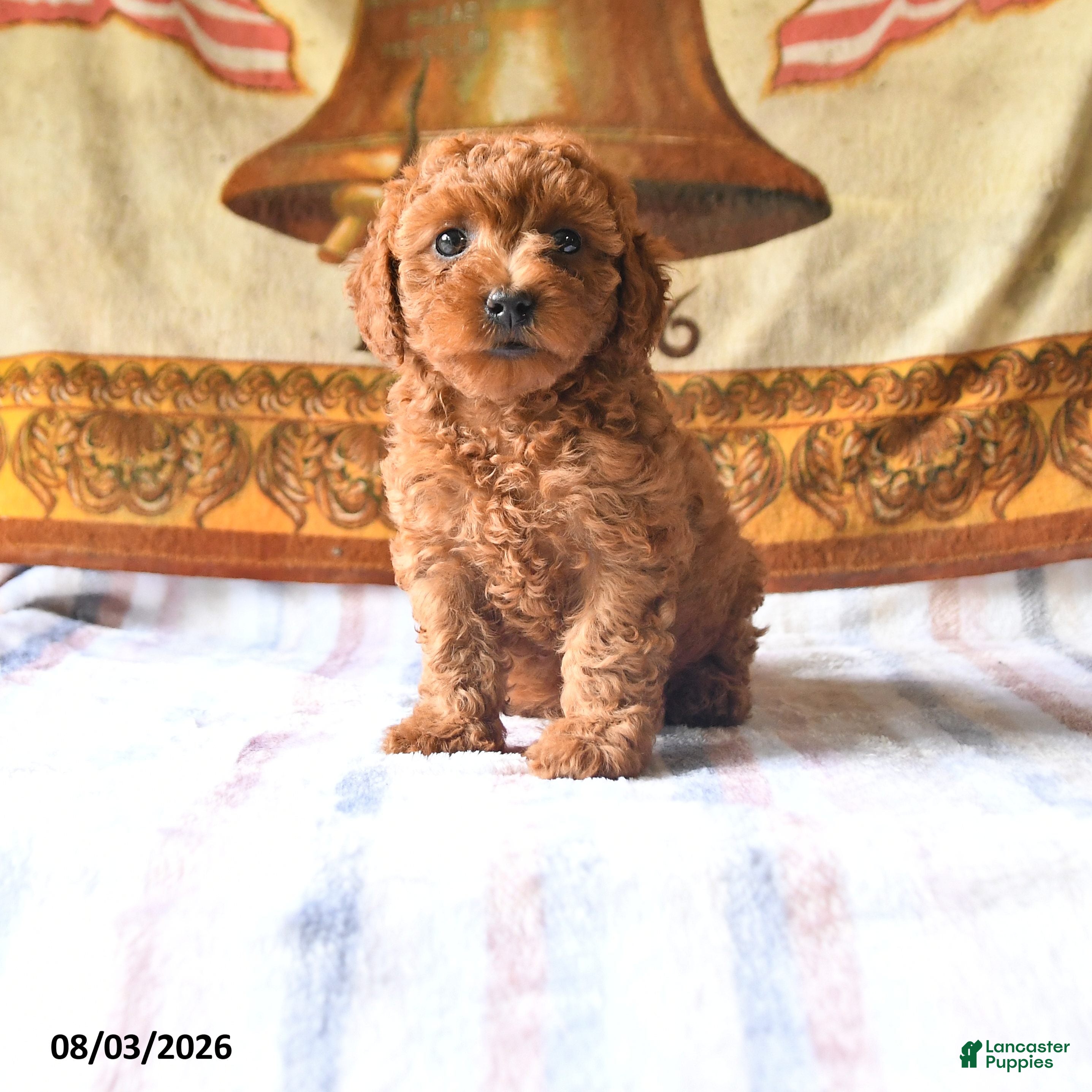 Toy Poodle dogs Alexa - Ad 1