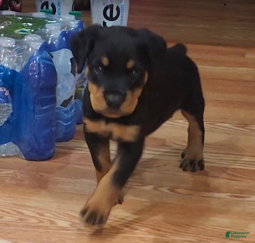 Rottweiler dogs Lucy - Ad 5