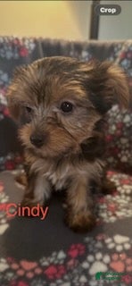 Yorkshire Terrier dogs Cindy Female  - Ad 2