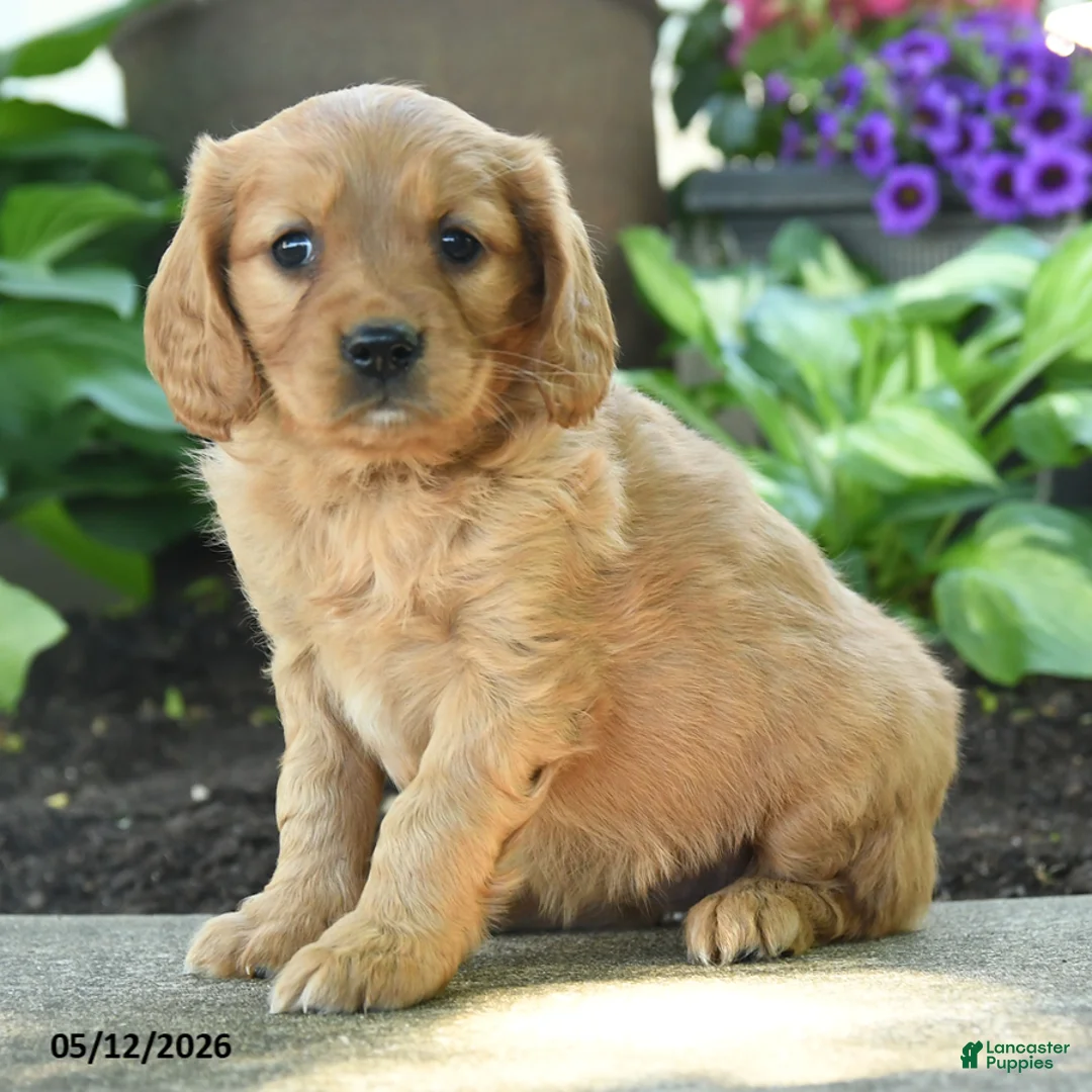 Miniature Golden Retriever dogs for sale: Fay - Ad 1