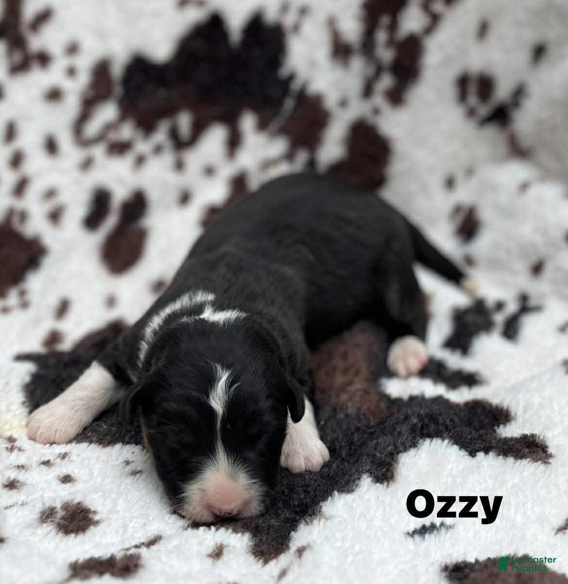 Welsh Corgi Cardigan dogs Ozzy - Ad 5