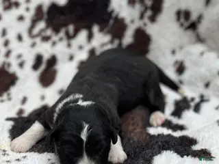 Welsh Corgi Cardigan dogs Ozzy - Ad 5