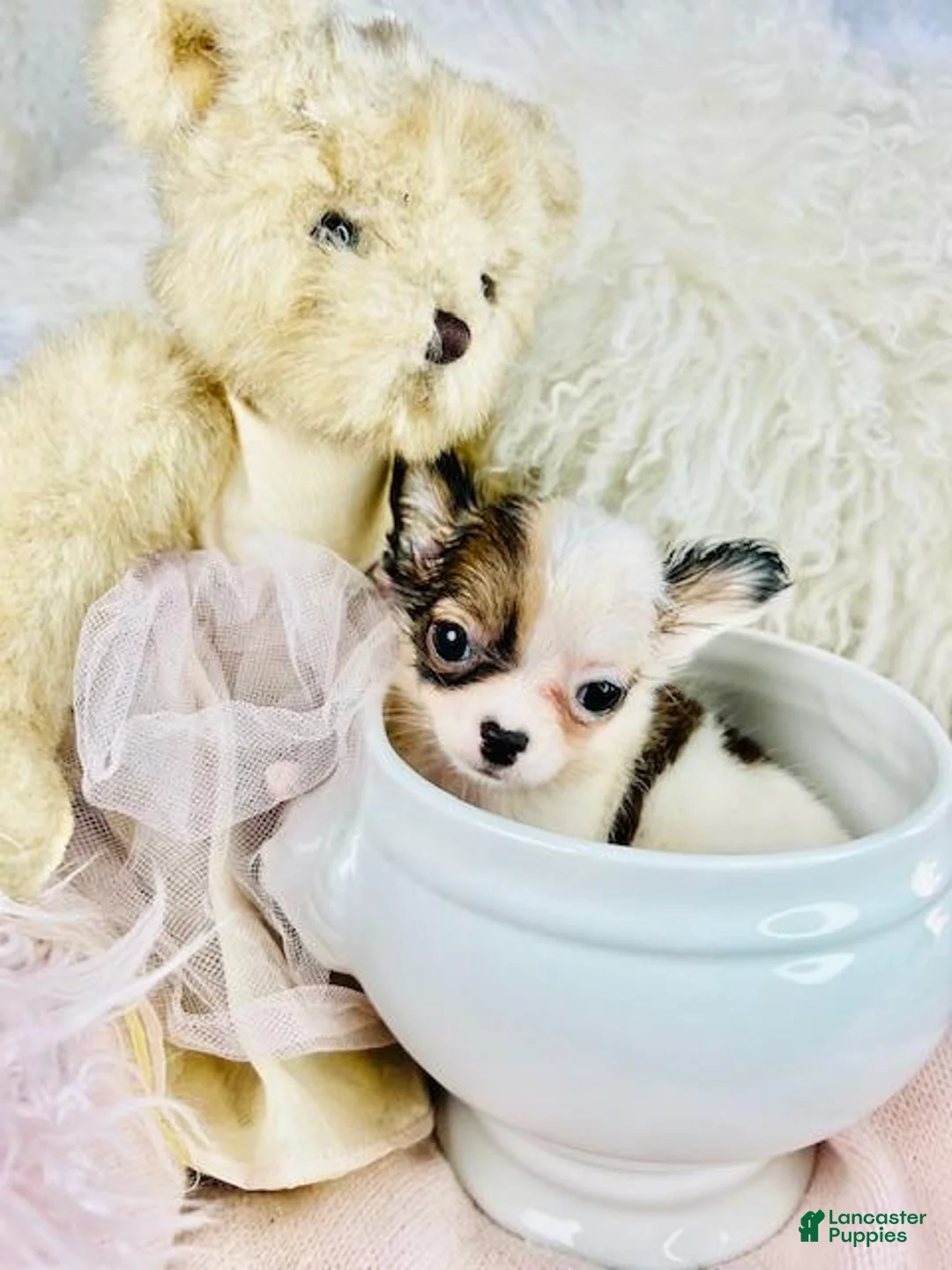 Chihuahua dogs for sale: Teacup Pocketbook Chihuahua  - Ad 2