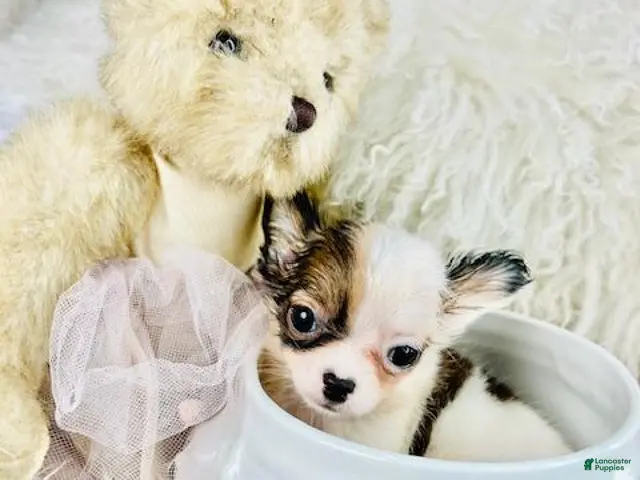 Chihuahua dogs for sale: Teacup Pocketbook Chihuahua - Ad 2