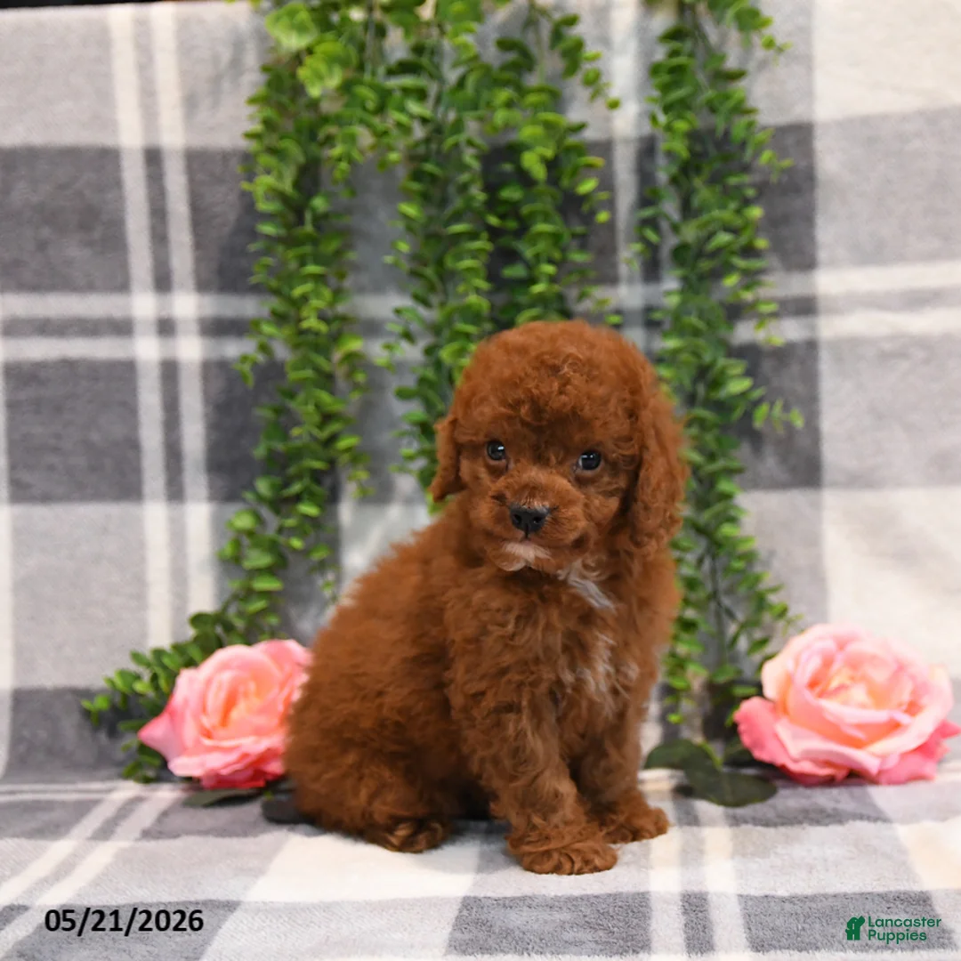 Cockapoo dogs for sale: Kaylyn - Ad 2