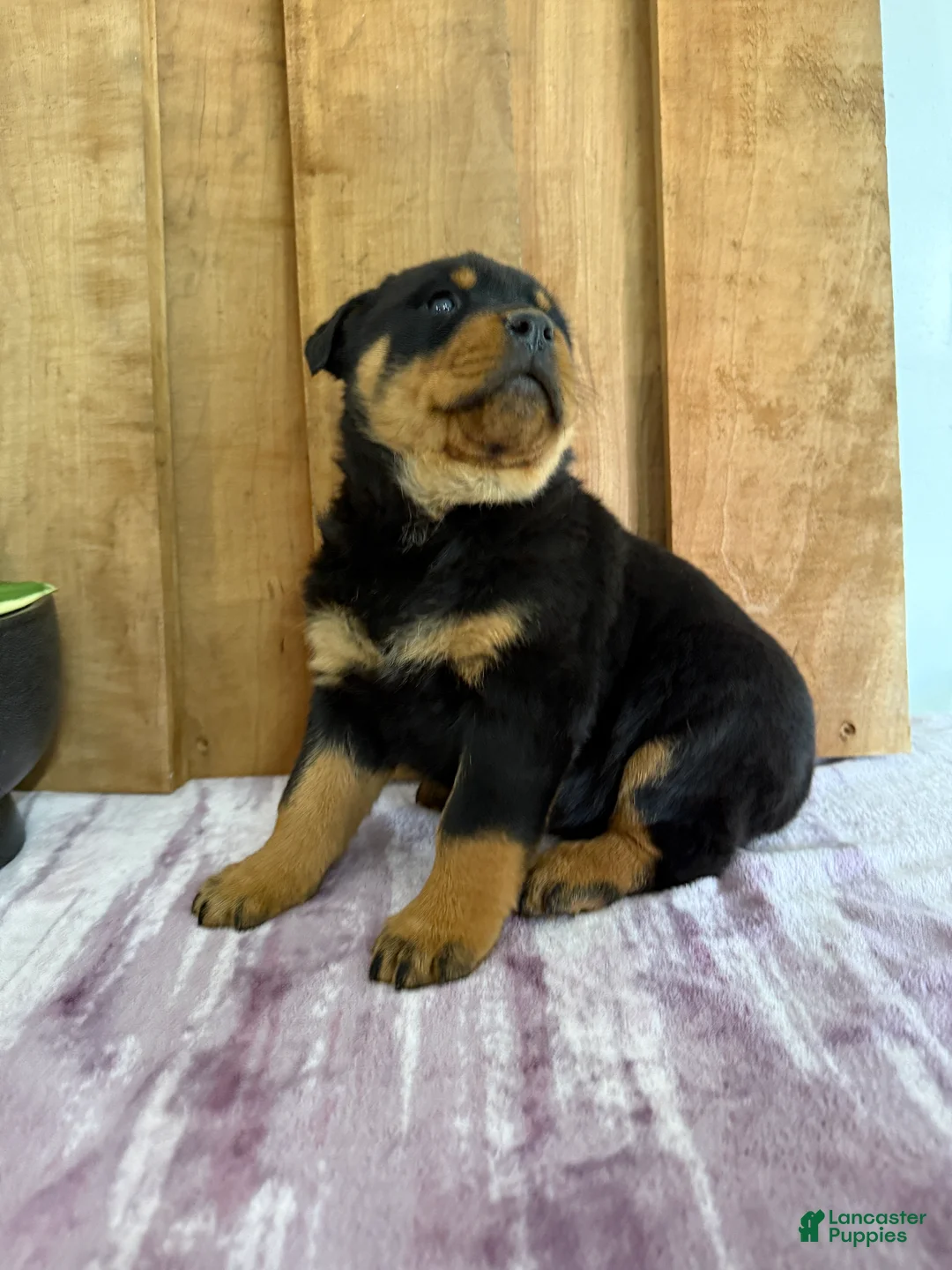Rottweiler dogs for sale: Lucas - Ad 21