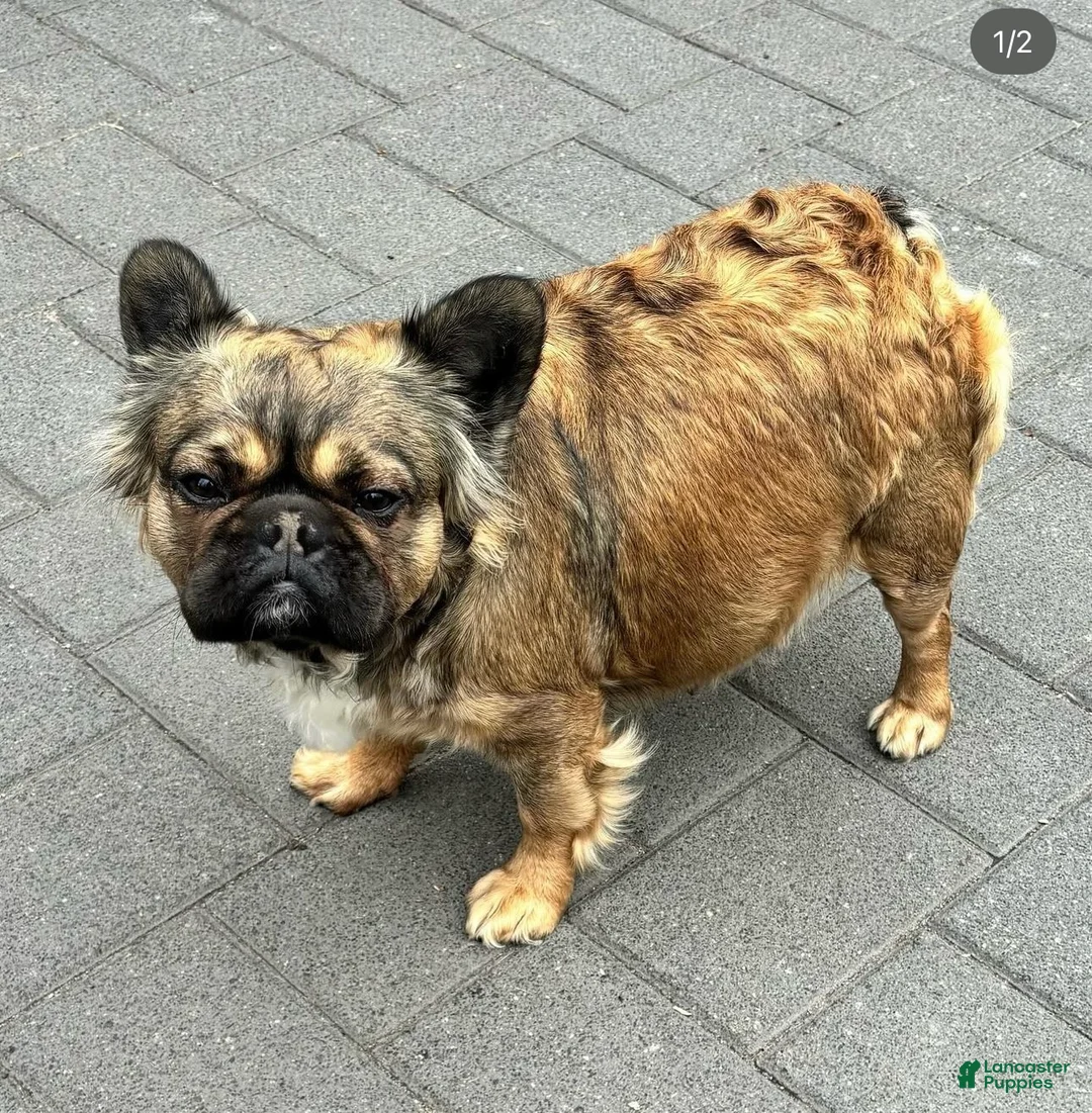 French Bulldog dogs for sale: French Bulldog Puppy 7 - Ad 2