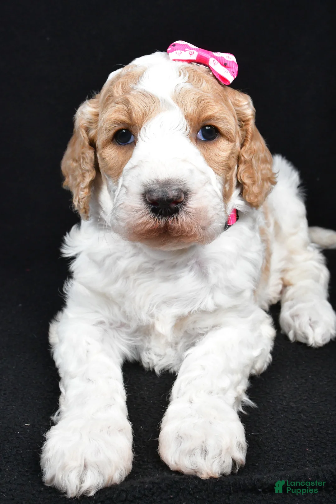 Standard Poodle dogs for sale: Faye - Ad 6