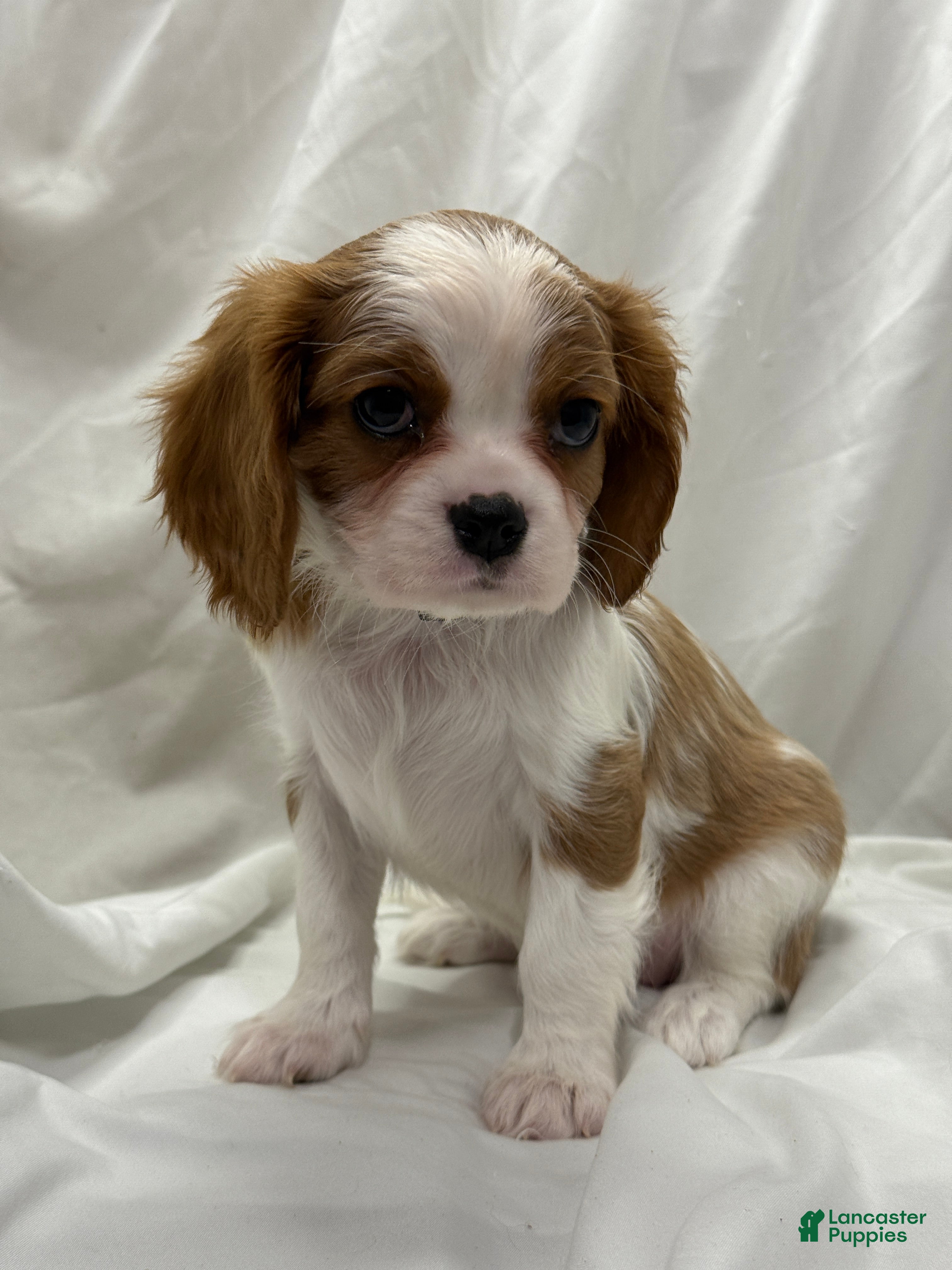 Cavalier King Charles Spaniel dogs Belle - Ad 16