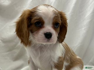 Cavalier King Charles Spaniel dogs Belle - Ad 16
